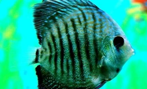 夏季釣魚釣深還是釣淺