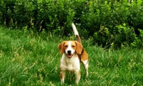 附近哪里有賣比格犬