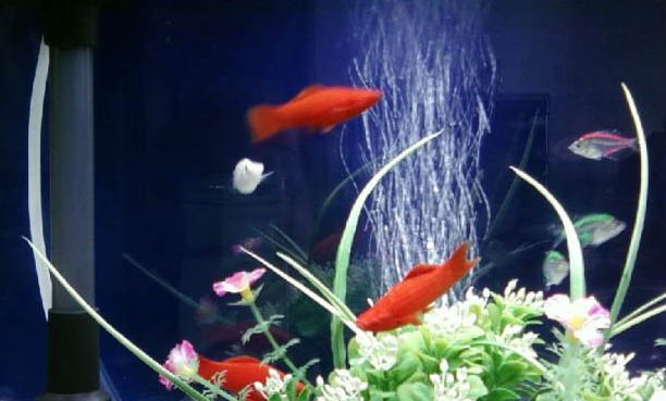 黃金泥鰍可以和魚混養嗎