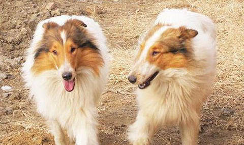 喜樂蒂牧羊犬受傷怎么處理傷口