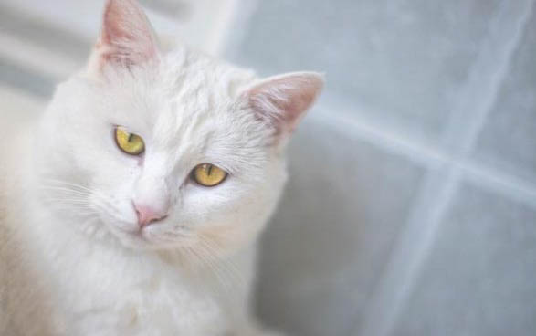 貓咪吃魚為什么會嗆人的原因