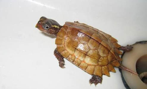 楓葉龜和鋸緣龜哪個好養