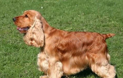 可卡犬有什么缺點