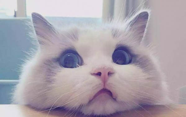 貓咪換毛期一般在什么時候呢