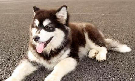 阿拉斯加犬多少錢一只