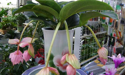 寶蓮燈魚需要打氧氣嗎