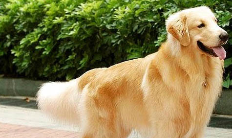 狗狗健康的表現
