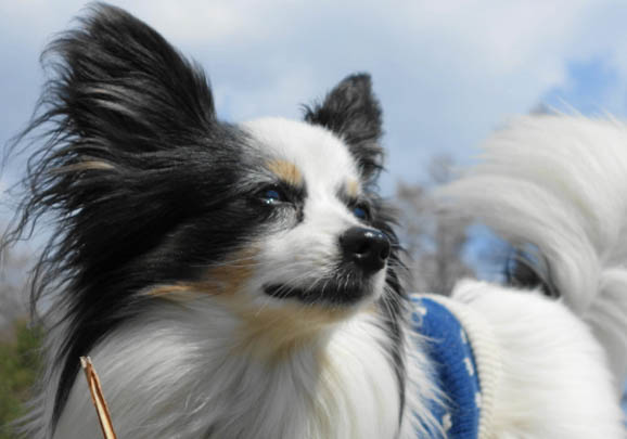 蝴蝶犬的飼養要點有哪些
