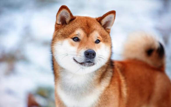 狗狗黃疸肝炎晚期癥狀是什么