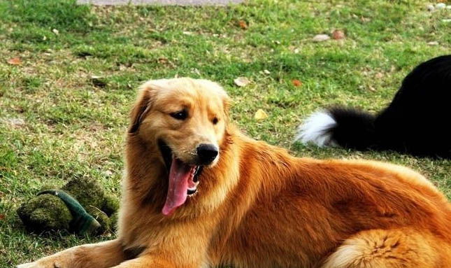純種金毛犬大概多少錢一只