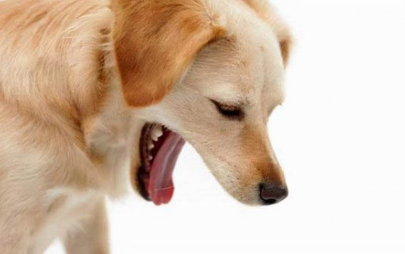 狗狗尿道口周圍都是黑色的