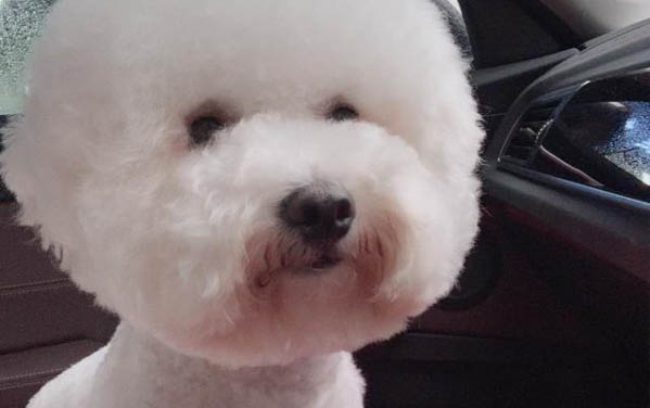 狗狗腸胃不好嘔吐吃什么藥