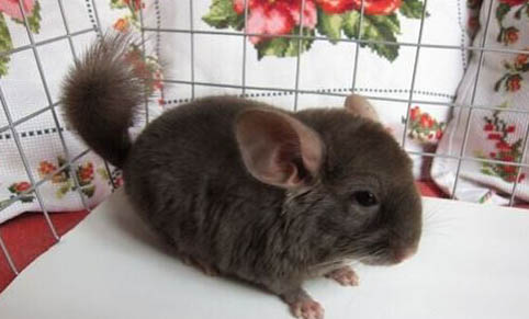 龍貓懷孕多久拆跳板?