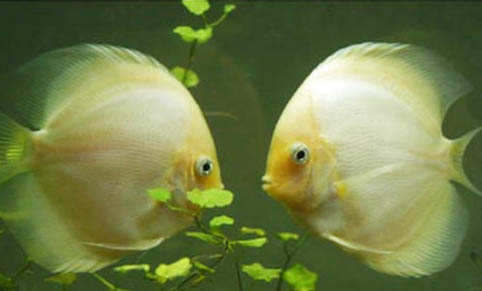 觀賞魚腹水的治療方法