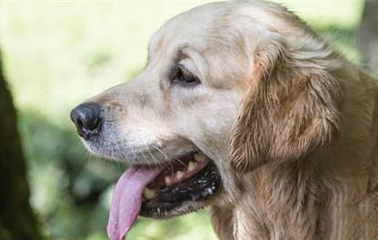 引起老年犬尿血的原因有哪些