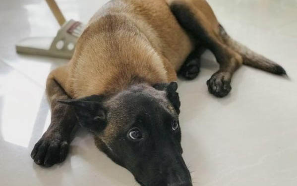 明斯特蘭德犬的壽命一般是多久