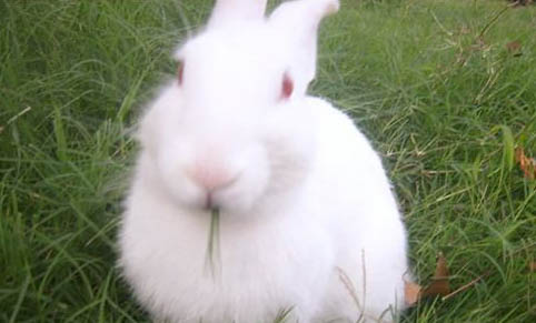 寵物兔大概能活多久