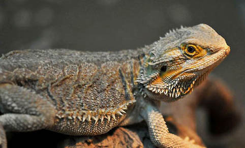 鬃獅蜥蜴發(fā)黑的原因