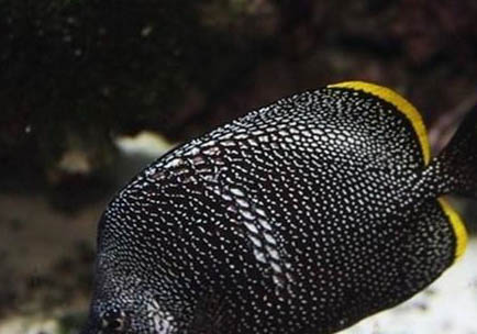 繡蝴蝶魚的飼養環境