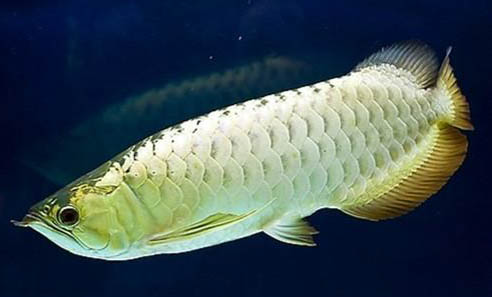 3年銀龍魚能長多大