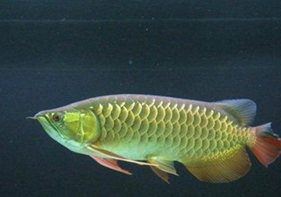 曼龍魚吃蛋白蟲嗎？