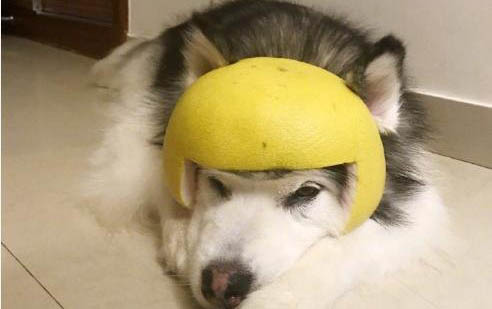 狗狗喜歡你的表現(xiàn)