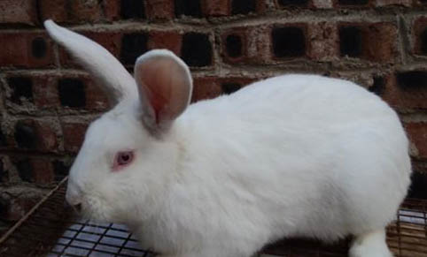 小兔子怎么分公母