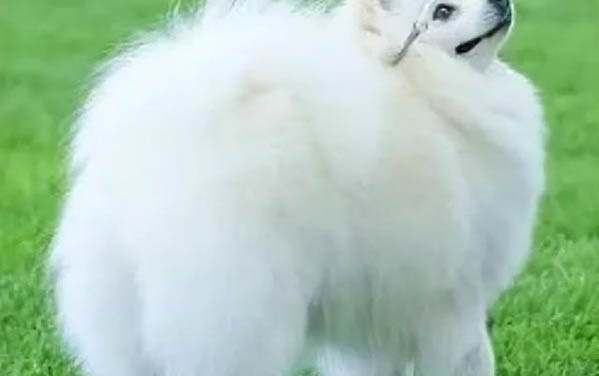 狗狗腿斷了多久恢復
