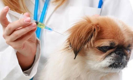 狗狗羊水破了多久才生啊