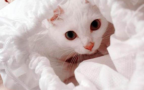 小貓咪一天喂幾次