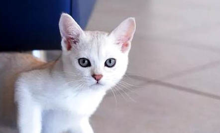 波米拉貓吃不胖的原因及處理方法