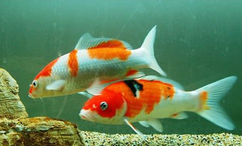觀賞魚拒食的原因及處理方法