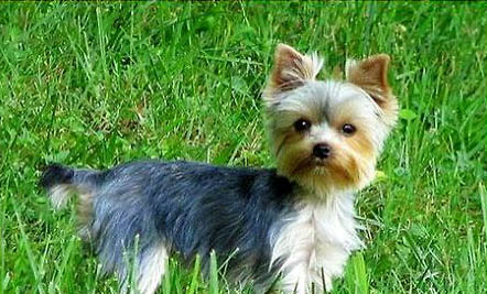 約克夏和泰迪哪個好養