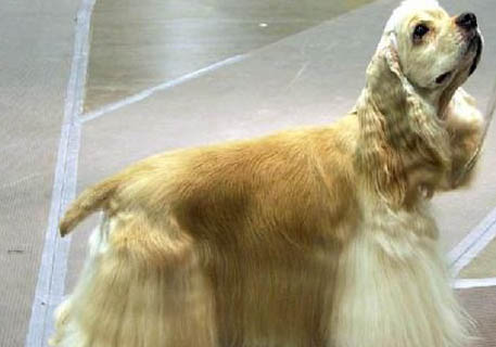 可卡犬和金毛哪個最聰明