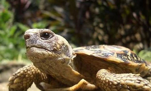 豹紋陸龜多少錢