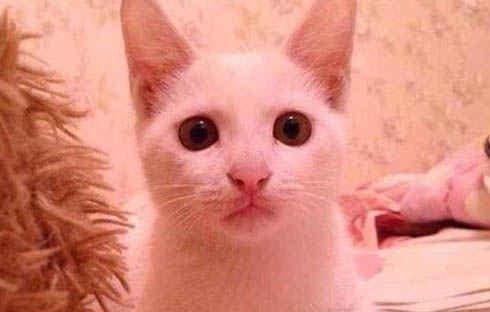 貓感冒可以吃阿莫西林消炎嗎吃多少