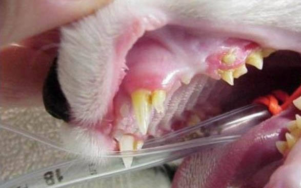 貓發情可以吃避孕藥嗎