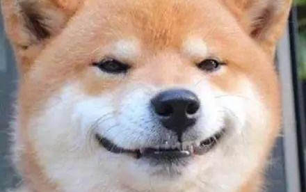 博美犬認主人嗎