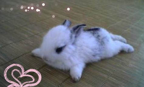 荷蘭豬能吃白菜嗎