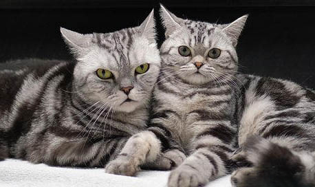 英國短毛貓的性格特征