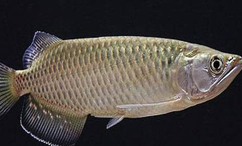 藍美人魚好養嗎