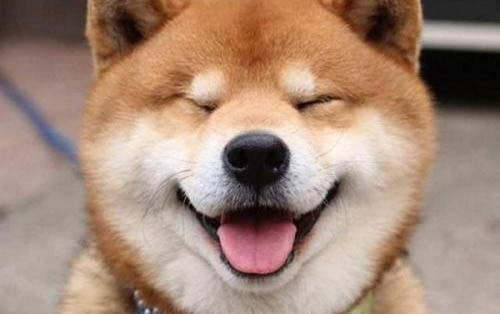 泰迪狗性格怎么樣好不好