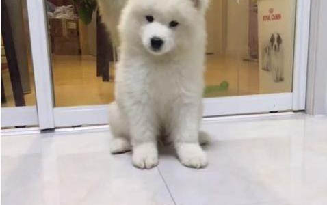 薩摩耶犬串串特征