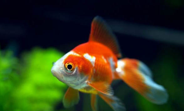 金魚大魚會吃小魚嗎
