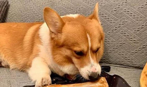狗狗可以每個月體內驅蟲嗎