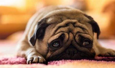 巴哥犬掉毛嚴重怎么回事