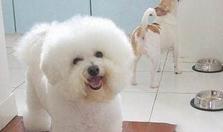 怎么才能保護好狗狗的腳墊