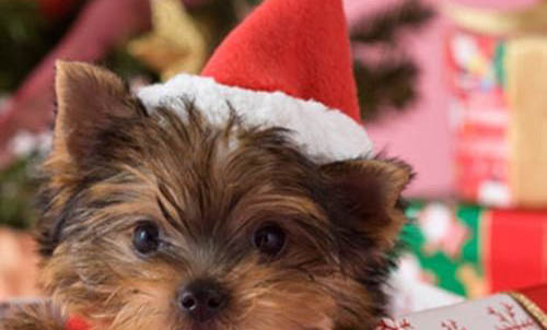 約克夏生氣表現