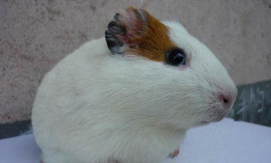 飼養(yǎng)荷蘭鼠的注意事項