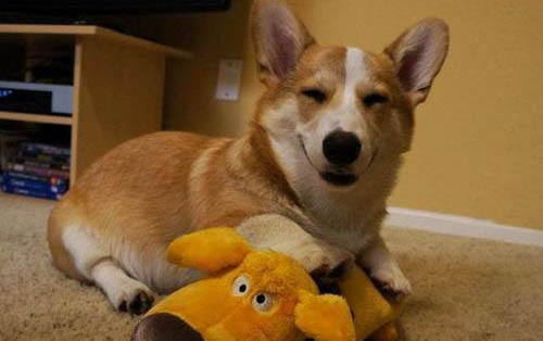 柯基幼犬怎么養,需要注意些什么?